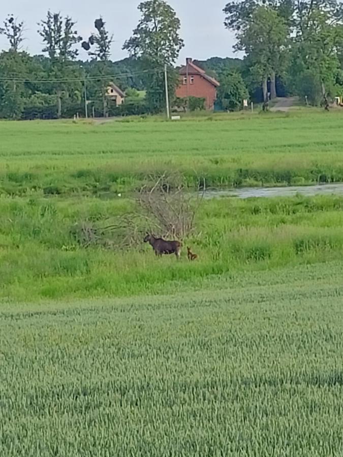 Swierkowe Siedlisko Wegorzewo Luaran gambar